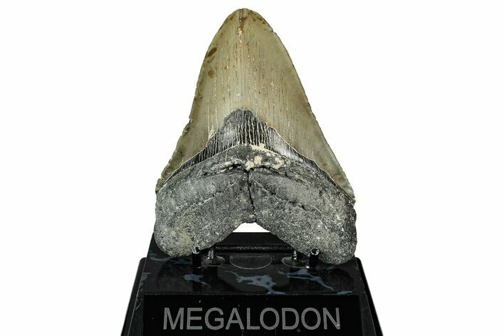 Serrated, Fossil Megalodon Tooth - North Carolina #344042